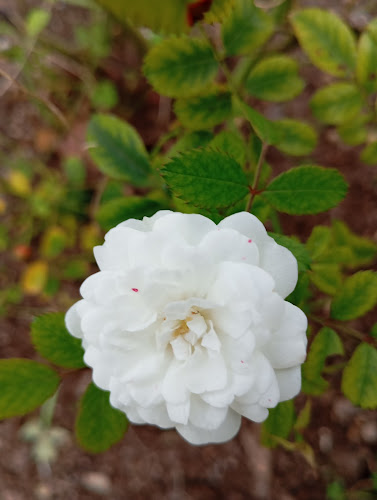 Bonsais de Campolide - Jardinagem