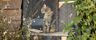 The Cattery at Lagrave à Coux-et-Bigaroque-Mouzens