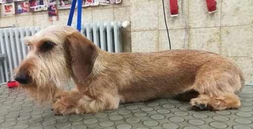 Pensioni per cani e dog hotel a Fido Lindo toelettatura dal 1992