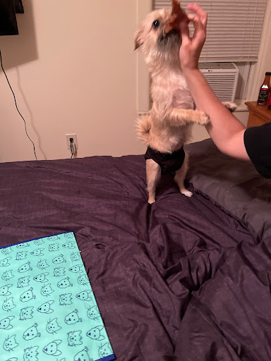 Pet Supply Store «Petco Animal Supplies», reviews and photos, 1483 NJ-23 #14b, Kinnelon, NJ 07405, USA