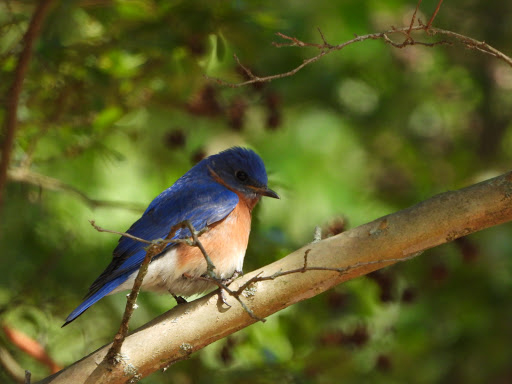 Nature Preserve «Autrey Mill Nature Preserve & Heritage Center», reviews and photos, 9770 Autrey Mill Rd, Johns Creek, GA 30022, USA
