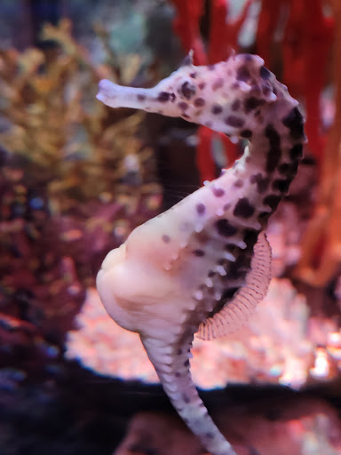 Aquarium «SEA LIFE Minnesota Aquarium», reviews and photos, 120 E Broadway, Bloomington, MN 55425, USA