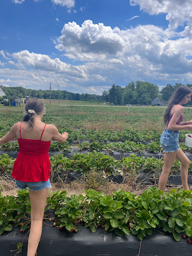 Tourist Attraction «Mitcham Farm», reviews and photos, 797 W Macedonia Church Rd, Oxford, GA 30054, USA