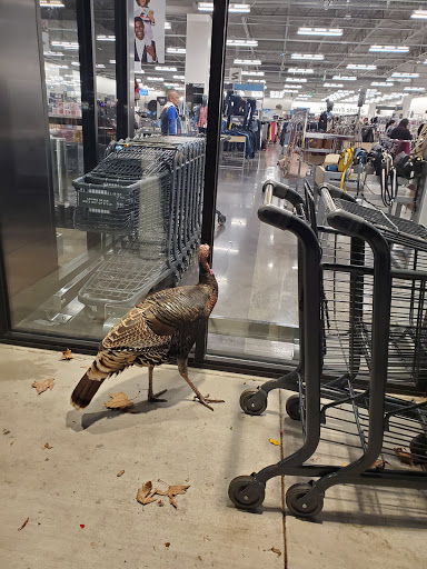 Pet Supply Store «PetSmart», reviews and photos, 1621 E Monte Vista Ave b, Vacaville, CA 95688, USA