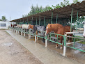 Centre de Tourisme Equestre Le Cheval Andalou Saint-Cyprien