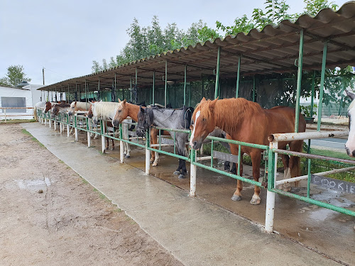 Centre de Tourisme Equestre Le Cheval Andalou à Saint-Cyprien