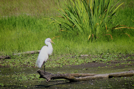 Nature Preserve «Smith and Bybee Wetlands Natural Area», reviews and photos, 5300 N Marine Dr, Portland, OR 97203, USA