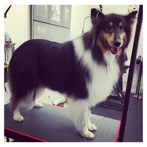 Dog Grooming Adelaide ~ Paws of Distinction
