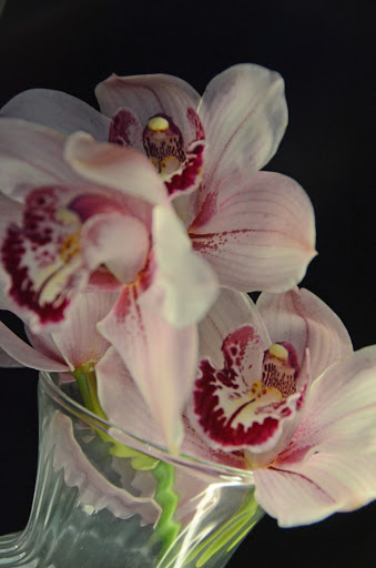 Florist «Chapel Hill Florist», reviews and photos, 2913 IL-120, McHenry, IL 60051, USA