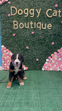 Doggy Cat Boutique Pet Spa & Training
