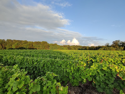 Domaine du Mouton noir à Chançay