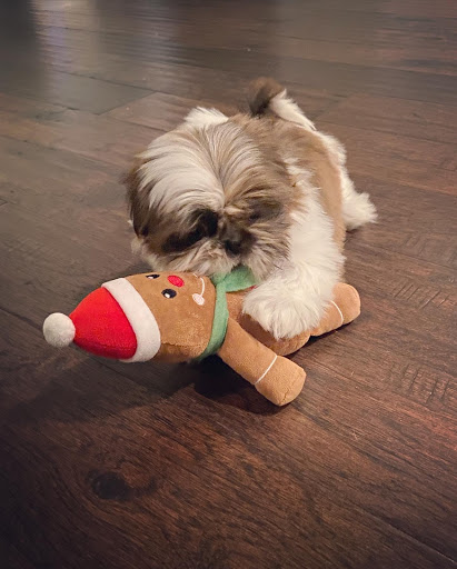 Pet Store «Charm City Puppies», reviews and photos, 8205 Snowden River Pkwy, Columbia, MD 21045, USA