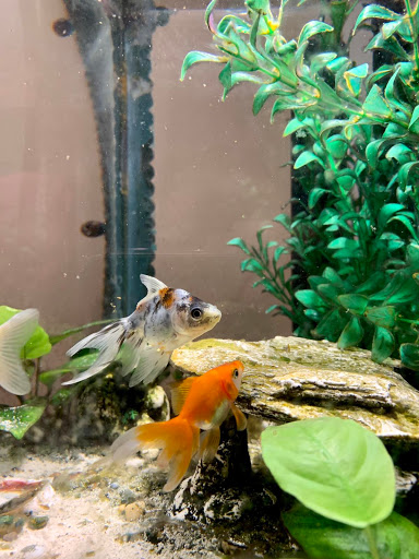 Pet Supply Store «PetSmart», reviews and photos, 215 Needham St, Newton, MA 02464, USA