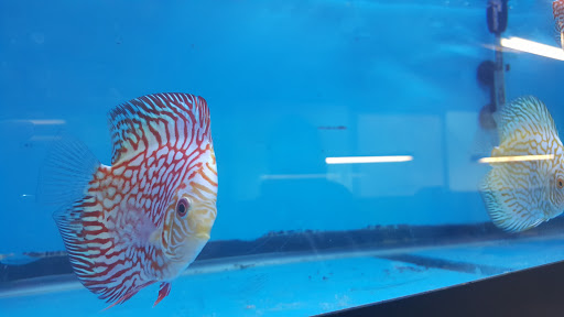 Aquarium «Skoolz of Fish», reviews and photos, 1503 Chamberlayne Ave, Richmond, VA 23222, USA