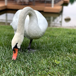 Photo n°20 de l'avis de Massimino.� fait le 08/09/2021 à 16:58 sur le  Lago La Sirenetta à Savigliano