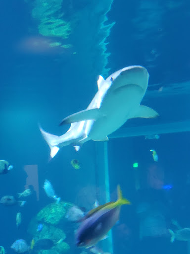 Aquarium Toledo