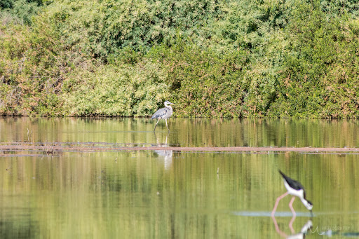 National Reserve «Riparian Preserve at Water Ranch», reviews and photos, 2757 E Guadalupe Rd, Gilbert, AZ 85234, USA