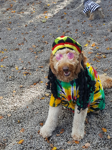 Dog Park «South Boston Bark Park», reviews and photos, 1280 Columbia Rd, Boston, MA 02127, USA