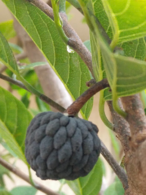 Google Maps image 27