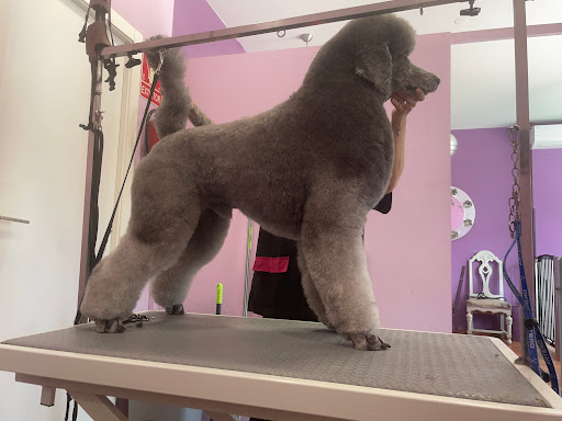 Peluquería Canina Bene Cane en Valdemorillo, Madrid