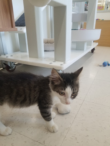 Pet Supply Store «Petco Animal Supplies», reviews and photos, 1824 E Katella Ave, Orange, CA 92867, USA