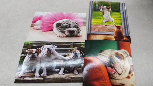 Pet Supply Store «Pet Supplies Plus», reviews and photos, 1856 Hendersonville Rd a, Asheville, NC 28803, USA