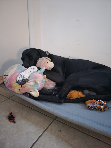 Pet Supply Store «PetSmart», reviews and photos, 601 Centerview Blvd, Kissimmee, FL 34741, USA