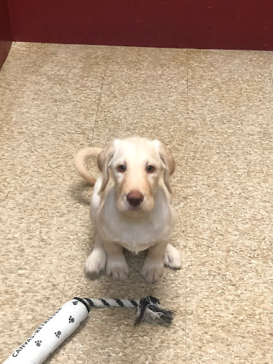 Pet Store «All Pets Club», reviews and photos, 405 Queen St, Southington, CT 06489, USA