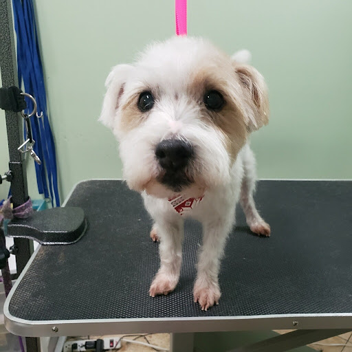 Pet Groomer «Doggie Style Bowtique», reviews and photos, 1713 Westport Rd, Kansas City, MO 64111, USA