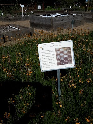 Hagen-Dazs Honey Bee Haven - photo 50