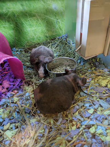 Pet Supply Store «PetSmart», reviews and photos, 9589 Ridgetop Blvd NW, Silverdale, WA 98383, USA