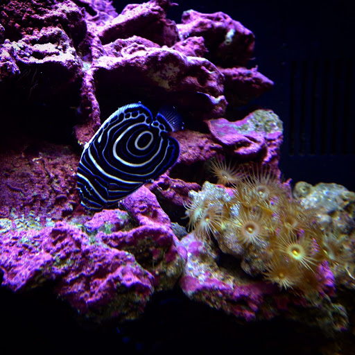 Tropical Fish Store «Hooked On Reefs», reviews and photos, 228 Hibiscus St #1, Jupiter, FL 33458, USA