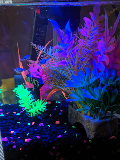 Pet Supply Store «Petco Animal Supplies», reviews and photos, 5125 Jonestown Rd #195, Harrisburg, PA 17112, USA