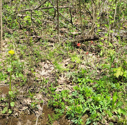 Tourist Attraction «Heflin Park», reviews and photos, 4323 W 700 N, Edinburgh, IN 46124, USA