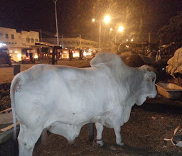 Gwauron Dutse Hill photo