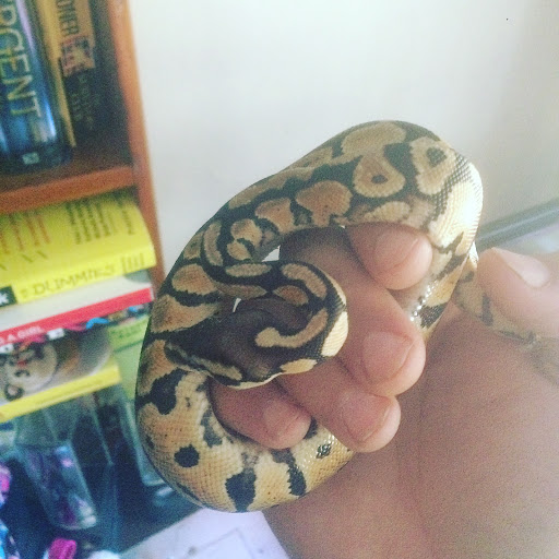 Pet Supply Store «PetSmart», reviews and photos, 501 Frank Sottile Blvd, Kingston, NY 12401, USA