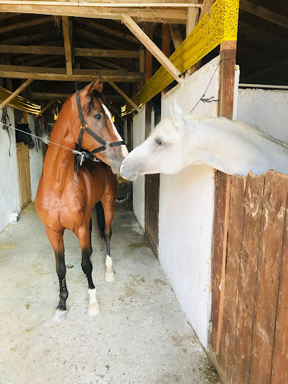 Kalıpçıoğlu At Çiftliği & At Pansiyon