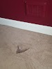 Cleanmaster Carpet Cleaning And Restoration Logo, Kirkintilloch Na Ɔkyerɛwee, United Kingdom, Laundry Service