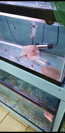 Pet Store «Paraiso De Aves», reviews and photos, 1836 W 47th St, Chicago, IL 60609, USA