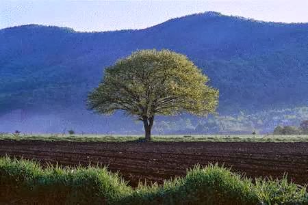 Tyler Nicole Foundation