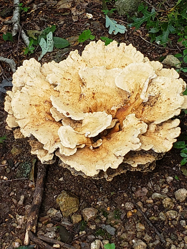 Nature Preserve «White Clay Creek State Park Nature Center», reviews and photos, 1475 Creek Rd, Newark, DE 19711, USA