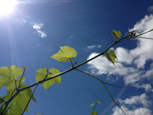 Winery «Christopher Jacobs Winery at Pennings Vineyards (Seasonally Open May-Oct)», reviews and photos, 320 Crawford St, Pine Bush, NY 12566, USA