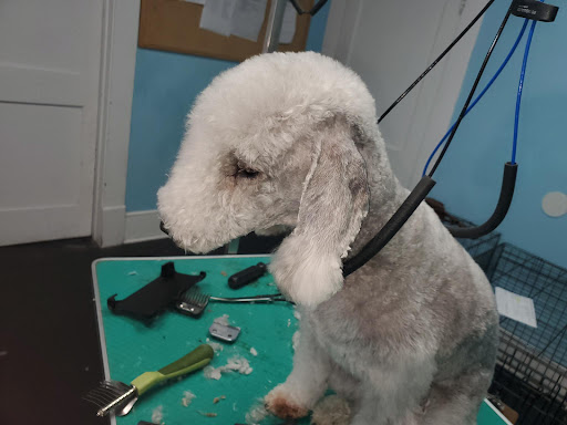 Pet Store «The Pet Set - Midtown», reviews and photos, 976 Piedmont Ave NE, Atlanta, GA 30309, USA