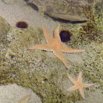 Photo n° 4 de l'avis de Hugo.E fait le 12/09/2019 à 21:01 pour Biodiversarium à Banyuls-sur-Mer