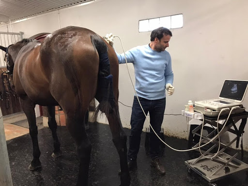 Clínica Veterinaria Las Camelias - C. Teresa Zabell, 1, 29640 Fuengirola, Málaga