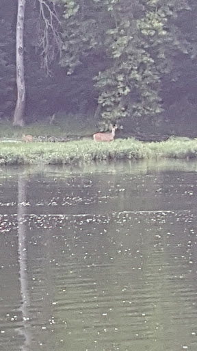 Nature Preserve «Shannondale Springs Wildlife Management Area», reviews and photos, Co Rte 9/5, Harpers Ferry, WV 25425, USA