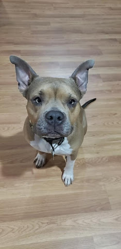 Pet Supply Store «Pet Supermarket», reviews and photos, 3201 Macon Rd #163, Columbus, GA 31906, USA