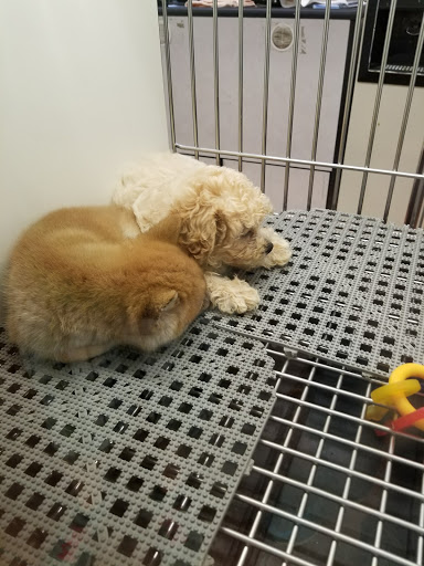 Pet Store «Pets Plus Inc», reviews and photos, 2610 Jefferson Davis Hwy, Stafford, VA 22554, USA