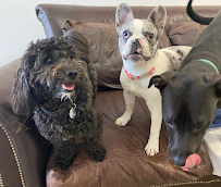 Pets a Go Go LLC - Photo 7 - Car repair in Stamford, CT, Stamford