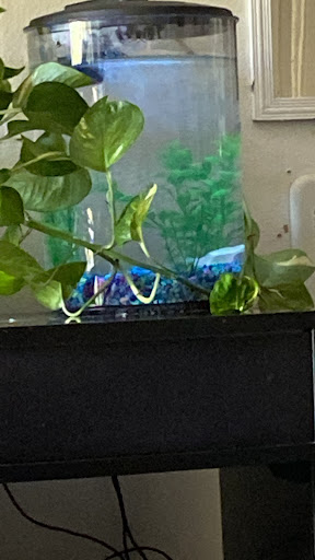Petco image